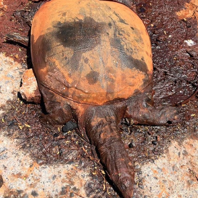 Tortuga muerta en arroyo La Talaverna por ácido de Ternium.